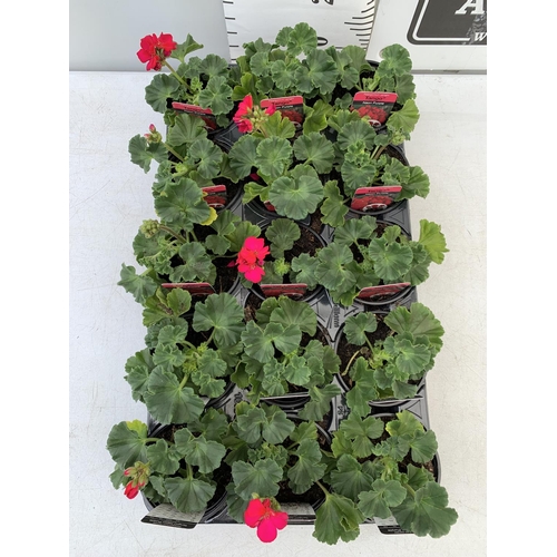 88 - FIFTEEN PELARGONIUM UPRIGHT TANGO IN NEON PURPLE BASKET PLANTS ON A TRAY IN P9 POTS PLUS VAT TO BE S... 