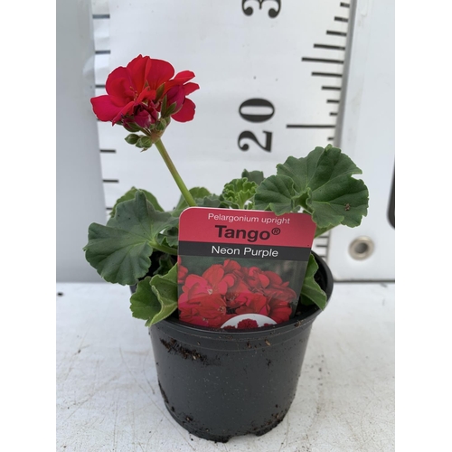 88 - FIFTEEN PELARGONIUM UPRIGHT TANGO IN NEON PURPLE BASKET PLANTS ON A TRAY IN P9 POTS PLUS VAT TO BE S... 