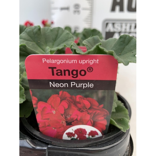 88 - FIFTEEN PELARGONIUM UPRIGHT TANGO IN NEON PURPLE BASKET PLANTS ON A TRAY IN P9 POTS PLUS VAT TO BE S... 