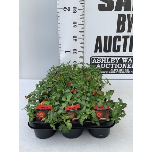 89 - FIFTEEN BIDENS BRAZEN 'IMPERIAL LUCK' BASKET PLANTS ON A TRAY IN P9 POTS PLUS VAT TO BE SOLD FOR THE... 