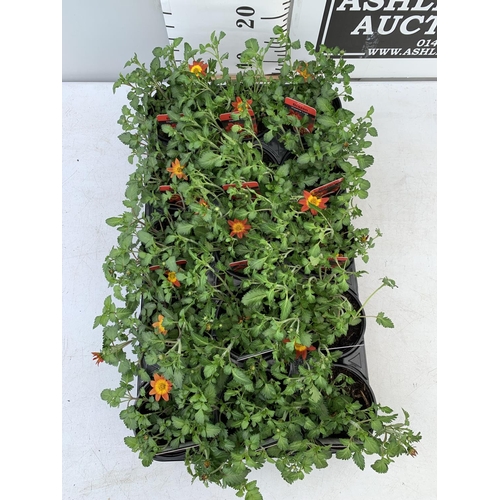 89 - FIFTEEN BIDENS BRAZEN 'IMPERIAL LUCK' BASKET PLANTS ON A TRAY IN P9 POTS PLUS VAT TO BE SOLD FOR THE... 