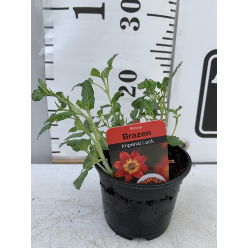 89 - FIFTEEN BIDENS BRAZEN 'IMPERIAL LUCK' BASKET PLANTS ON A TRAY IN P9 POTS PLUS VAT TO BE SOLD FOR THE... 