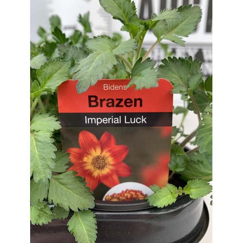 89 - FIFTEEN BIDENS BRAZEN 'IMPERIAL LUCK' BASKET PLANTS ON A TRAY IN P9 POTS PLUS VAT TO BE SOLD FOR THE... 