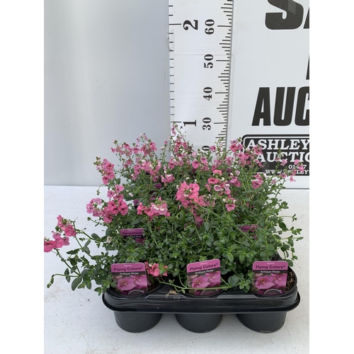 90 - FIFTEEN DIASCIA FLYING COLOURS 'ANTIQUE ROSE' BASKETS PLANTS ON A TRAY IN P9 POTS PLUS VAT TO BE SOL... 