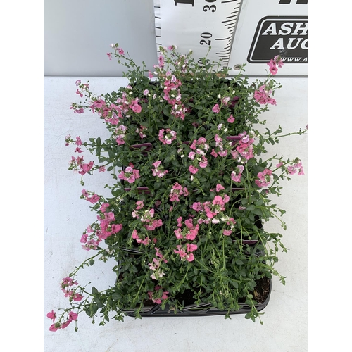 90 - FIFTEEN DIASCIA FLYING COLOURS 'ANTIQUE ROSE' BASKETS PLANTS ON A TRAY IN P9 POTS PLUS VAT TO BE SOL... 