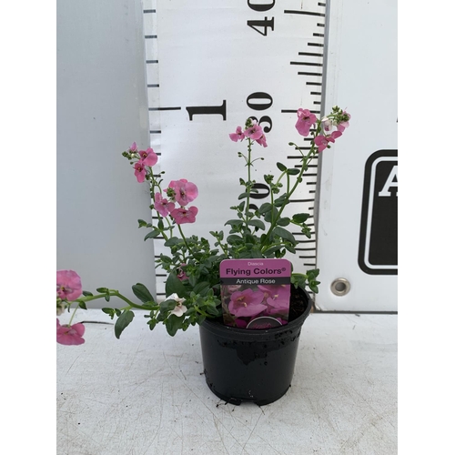 90 - FIFTEEN DIASCIA FLYING COLOURS 'ANTIQUE ROSE' BASKETS PLANTS ON A TRAY IN P9 POTS PLUS VAT TO BE SOL... 