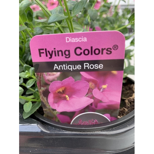 90 - FIFTEEN DIASCIA FLYING COLOURS 'ANTIQUE ROSE' BASKETS PLANTS ON A TRAY IN P9 POTS PLUS VAT TO BE SOL... 