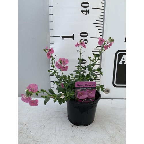 90 - FIFTEEN DIASCIA FLYING COLOURS 'ANTIQUE ROSE' BASKETS PLANTS ON A TRAY IN P9 POTS PLUS VAT TO BE SOL... 