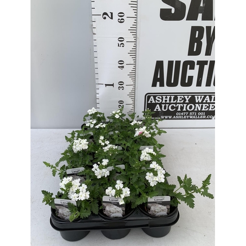 91 - FIFTEEN TRAILING VERBENA LANAI IN WHITE BASKETS PLANTS ON A TRAY IN P9 POTS PLUS VAT TO BE SOLD FOR ... 