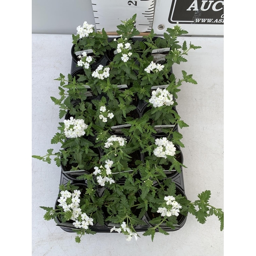 91 - FIFTEEN TRAILING VERBENA LANAI IN WHITE BASKETS PLANTS ON A TRAY IN P9 POTS PLUS VAT TO BE SOLD FOR ... 