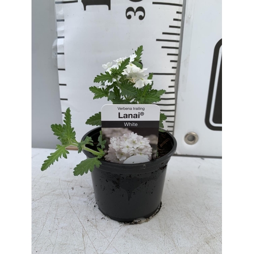 91 - FIFTEEN TRAILING VERBENA LANAI IN WHITE BASKETS PLANTS ON A TRAY IN P9 POTS PLUS VAT TO BE SOLD FOR ... 