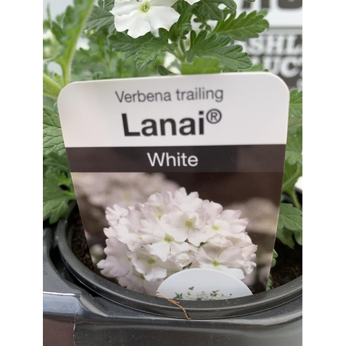 91 - FIFTEEN TRAILING VERBENA LANAI IN WHITE BASKETS PLANTS ON A TRAY IN P9 POTS PLUS VAT TO BE SOLD FOR ... 