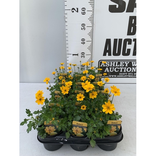 92 - FIFTEEN BIDENS SELECT TIMELESS GOLDEN EMPIRE BASKET PLANTS ON A TRAY IN P9 POTS PLUS VAT TO BE SOLD ... 