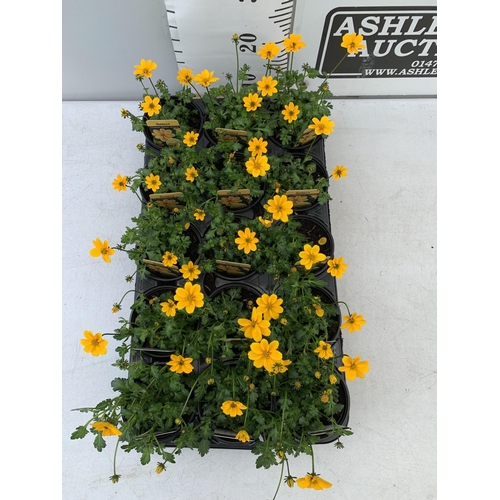 92 - FIFTEEN BIDENS SELECT TIMELESS GOLDEN EMPIRE BASKET PLANTS ON A TRAY IN P9 POTS PLUS VAT TO BE SOLD ... 