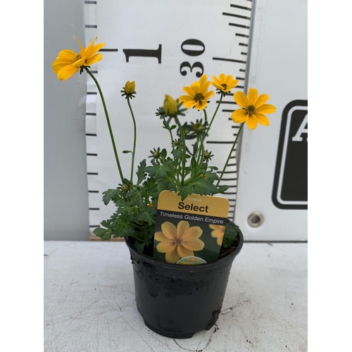 92 - FIFTEEN BIDENS SELECT TIMELESS GOLDEN EMPIRE BASKET PLANTS ON A TRAY IN P9 POTS PLUS VAT TO BE SOLD ... 