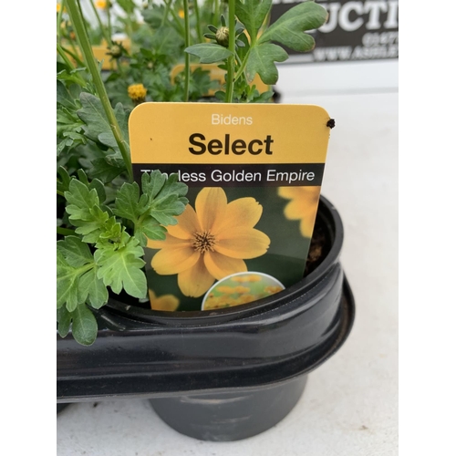 92 - FIFTEEN BIDENS SELECT TIMELESS GOLDEN EMPIRE BASKET PLANTS ON A TRAY IN P9 POTS PLUS VAT TO BE SOLD ... 