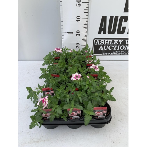 94 - FIFTEEN VERBENA LANAI 'TWISTER RED IMP' BASKET PLANTS ON A TRAY IN P9 POTS PLUS VAT TO BE SOLD FOR T... 