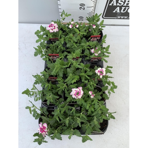 94 - FIFTEEN VERBENA LANAI 'TWISTER RED IMP' BASKET PLANTS ON A TRAY IN P9 POTS PLUS VAT TO BE SOLD FOR T... 