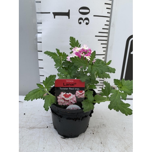 94 - FIFTEEN VERBENA LANAI 'TWISTER RED IMP' BASKET PLANTS ON A TRAY IN P9 POTS PLUS VAT TO BE SOLD FOR T... 