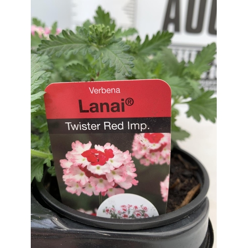 94 - FIFTEEN VERBENA LANAI 'TWISTER RED IMP' BASKET PLANTS ON A TRAY IN P9 POTS PLUS VAT TO BE SOLD FOR T... 