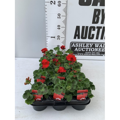 95 - FIFTEEN PELARGONIUM UPRIGHT IN DARK RED BASKET PLANTS ON A TRAY IN P9 POTS PLUS VAT TO BE SOLD FOR T... 