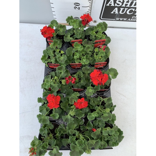 95 - FIFTEEN PELARGONIUM UPRIGHT IN DARK RED BASKET PLANTS ON A TRAY IN P9 POTS PLUS VAT TO BE SOLD FOR T... 