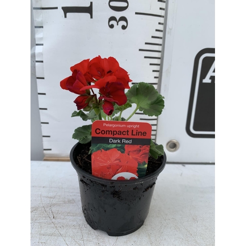 95 - FIFTEEN PELARGONIUM UPRIGHT IN DARK RED BASKET PLANTS ON A TRAY IN P9 POTS PLUS VAT TO BE SOLD FOR T... 