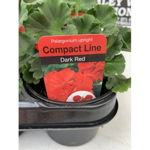 95 - FIFTEEN PELARGONIUM UPRIGHT IN DARK RED BASKET PLANTS ON A TRAY IN P9 POTS PLUS VAT TO BE SOLD FOR T... 