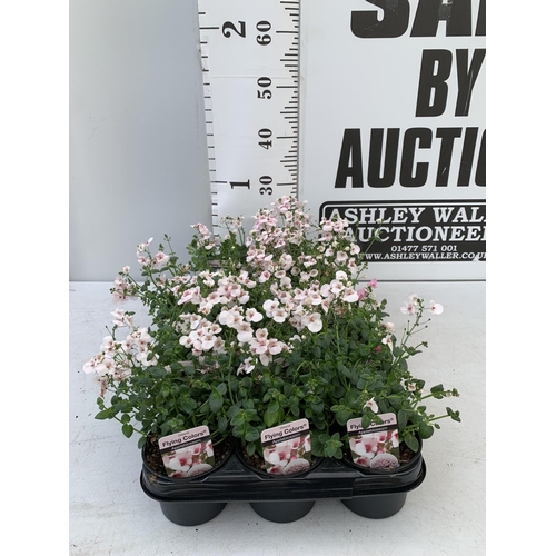 96 - FIFTEEN DIASCIA FLYING COLOURS IN APPLE BLOSSOM BASKET PLANTS ON A TRAY IN P9 POTS PLUS VAT TO BE SO... 