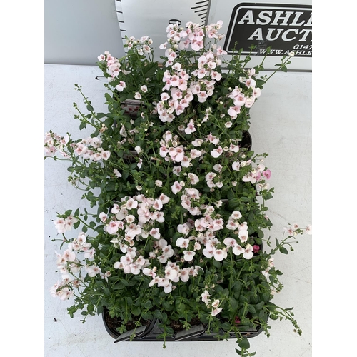 96 - FIFTEEN DIASCIA FLYING COLOURS IN APPLE BLOSSOM BASKET PLANTS ON A TRAY IN P9 POTS PLUS VAT TO BE SO... 