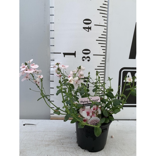 96 - FIFTEEN DIASCIA FLYING COLOURS IN APPLE BLOSSOM BASKET PLANTS ON A TRAY IN P9 POTS PLUS VAT TO BE SO... 