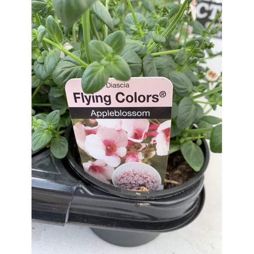 96 - FIFTEEN DIASCIA FLYING COLOURS IN APPLE BLOSSOM BASKET PLANTS ON A TRAY IN P9 POTS PLUS VAT TO BE SO... 