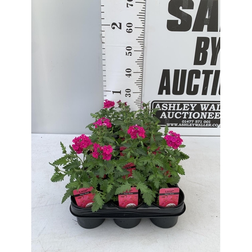 97 - FIFTEEN TRAILING VERBENA LANAI IN NEON ROSE BASKET PLANTS ON A TRAY IN P9 POTS PLUS VAT TO BE SOLD F... 