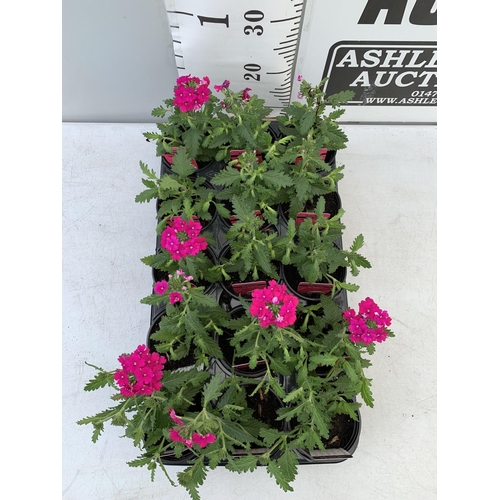 97 - FIFTEEN TRAILING VERBENA LANAI IN NEON ROSE BASKET PLANTS ON A TRAY IN P9 POTS PLUS VAT TO BE SOLD F... 