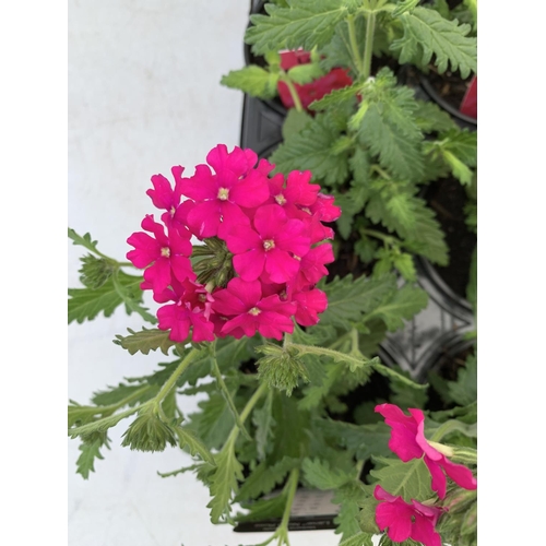 97 - FIFTEEN TRAILING VERBENA LANAI IN NEON ROSE BASKET PLANTS ON A TRAY IN P9 POTS PLUS VAT TO BE SOLD F... 