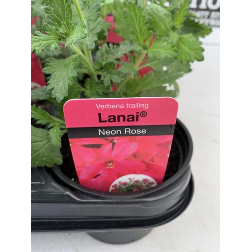 97 - FIFTEEN TRAILING VERBENA LANAI IN NEON ROSE BASKET PLANTS ON A TRAY IN P9 POTS PLUS VAT TO BE SOLD F... 