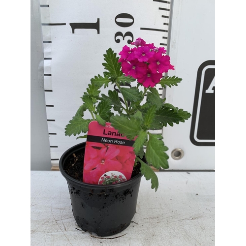 97 - FIFTEEN TRAILING VERBENA LANAI IN NEON ROSE BASKET PLANTS ON A TRAY IN P9 POTS PLUS VAT TO BE SOLD F... 