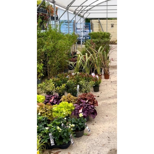 0 - WELCOME TO ASHLEY WALLER HORTICULTURE AUCTION - LOTS ARE BEING ADDED DAILY - THE IMAGES SHOW LOTS FR... 