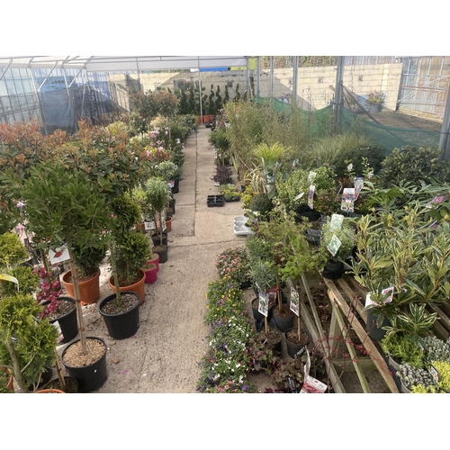 0 - WELCOME TO ASHLEY WALLER HORTICULTURE AUCTION - LOTS ARE BEING ADDED DAILY - THE IMAGES SHOW LOTS FR... 