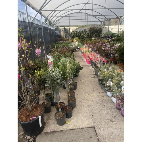 0 - WELCOME TO ASHLEY WALLER HORTICULTURE AUCTION - LOTS ARE BEING ADDED DAILY - THE IMAGES SHOW LOTS FR... 