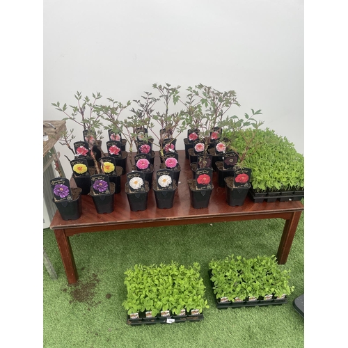 0 - WELCOME TO ASHLEY WALLER HORTICULTURE AUCTION - LOTS ARE BEING ADDED DAILY - THE IMAGES SHOW LOTS FR... 