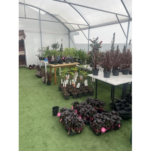 0 - WELCOME TO ASHLEY WALLER HORTICULTURE AUCTION - LOTS ARE BEING ADDED DAILY - THE IMAGES SHOW LOTS FR... 