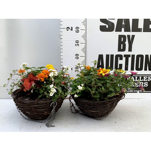 100 - TWO WICKER HANGING BASKETS PLANTED WITH VARIOUS BASKET PLANTS INCLUDING MARIGOLD PETUNIA VERBENA FUC... 