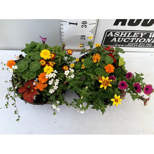 100 - TWO WICKER HANGING BASKETS PLANTED WITH VARIOUS BASKET PLANTS INCLUDING MARIGOLD PETUNIA VERBENA FUC... 