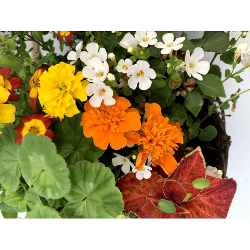 100 - TWO WICKER HANGING BASKETS PLANTED WITH VARIOUS BASKET PLANTS INCLUDING MARIGOLD PETUNIA VERBENA FUC... 