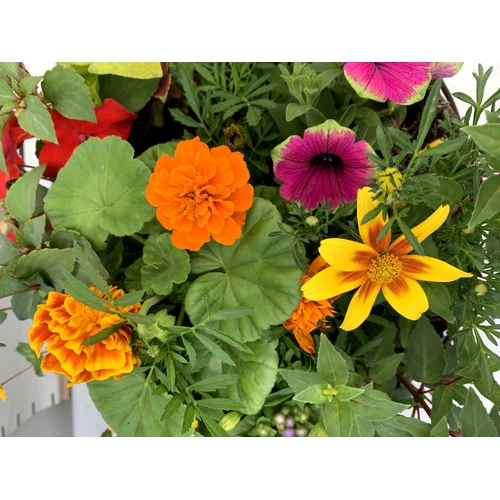 100 - TWO WICKER HANGING BASKETS PLANTED WITH VARIOUS BASKET PLANTS INCLUDING MARIGOLD PETUNIA VERBENA FUC... 