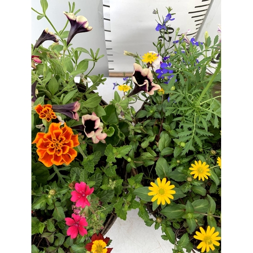 101 - TWO WICKER HANGING BASKETS PLANTED WITH VARIOUS BASKET PLANTS INCLUDING MARIGOLD PETUNIA VERBENA FUC... 