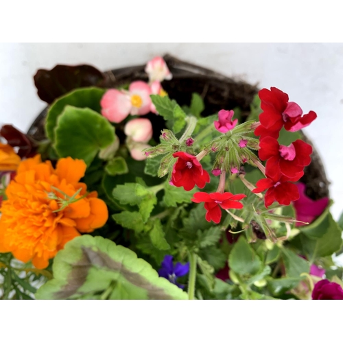 101 - TWO WICKER HANGING BASKETS PLANTED WITH VARIOUS BASKET PLANTS INCLUDING MARIGOLD PETUNIA VERBENA FUC... 