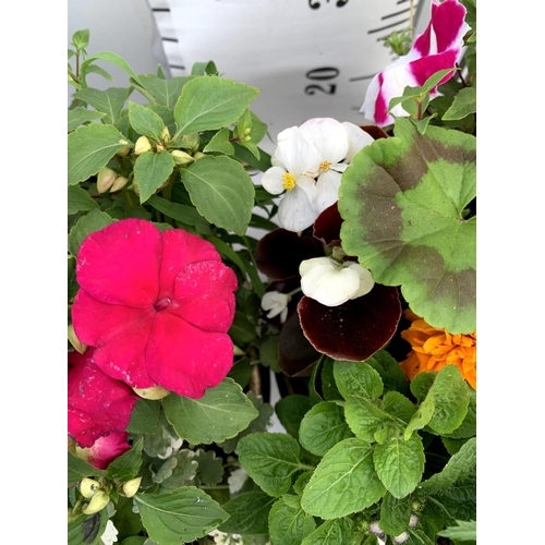 102 - TWO LARGE TUBS PLANTED WITH VARIOUS  PLANTS INC MARIGOLDS PETUNIAS FUCHSIA BACOPA ETC IN 10 LTR POTS... 