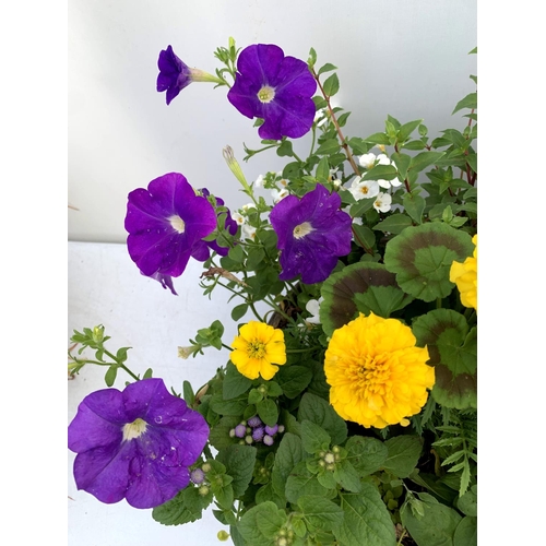 102 - TWO LARGE TUBS PLANTED WITH VARIOUS  PLANTS INC MARIGOLDS PETUNIAS FUCHSIA BACOPA ETC IN 10 LTR POTS... 